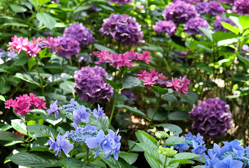 あじさい苑入口