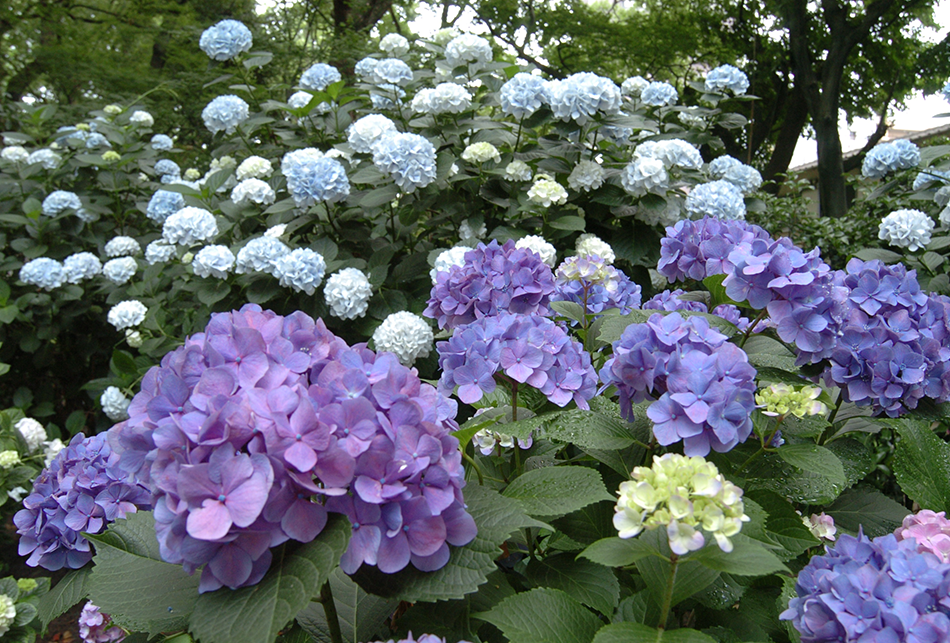 あじさい（紫・水色）