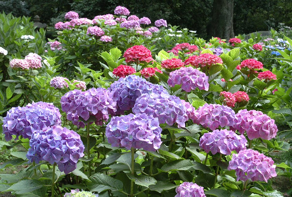 あじさい（薄紫・赤）