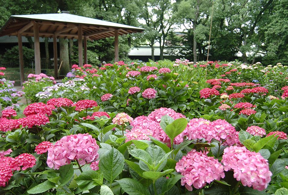 あじさい（赤・ピンク）