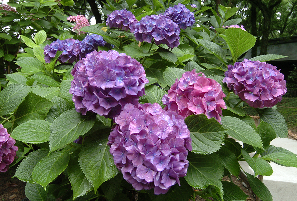 あじさい（紫）