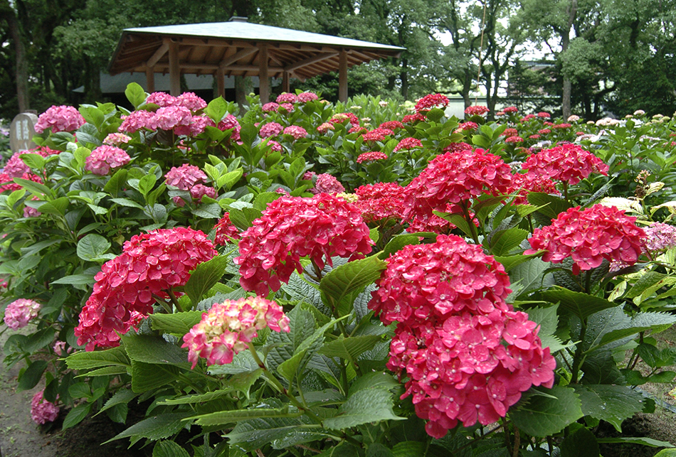 あじさい（赤）