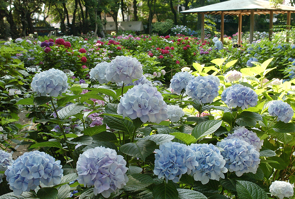 あじさい（水色）