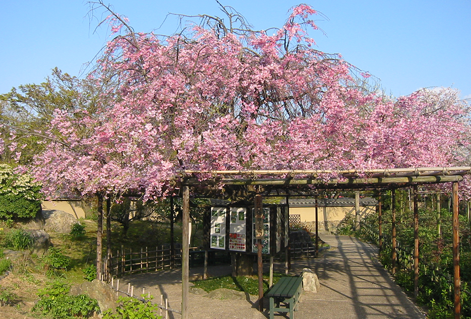 しだれ桜