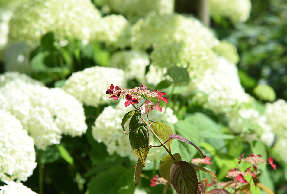 ヤマアジサイ・アナベル