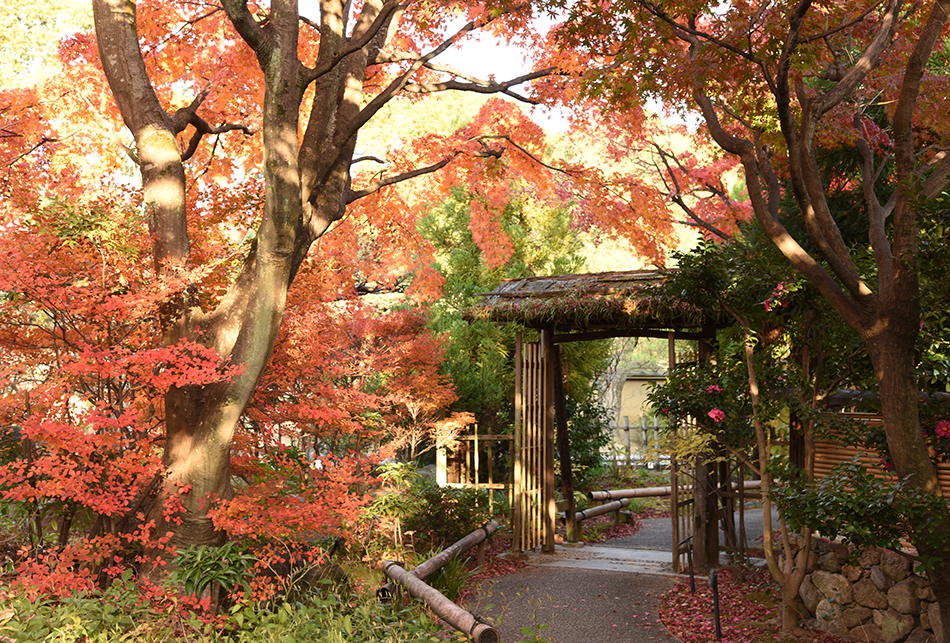 紅葉