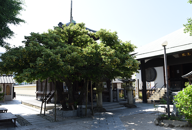 <ruby>恵光院<rt>えこういん</rt></ruby>