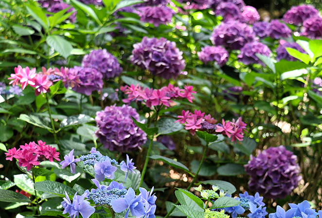 あじさい苑